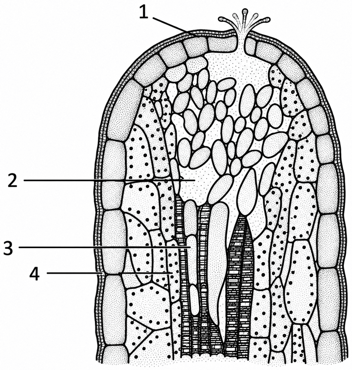 The given below figure represents the vertical section of a leaf. Study the structure and answer the questions that follow:. Transpiration, ICSE Class 10 Biology by Goyal Brothers Solutions.