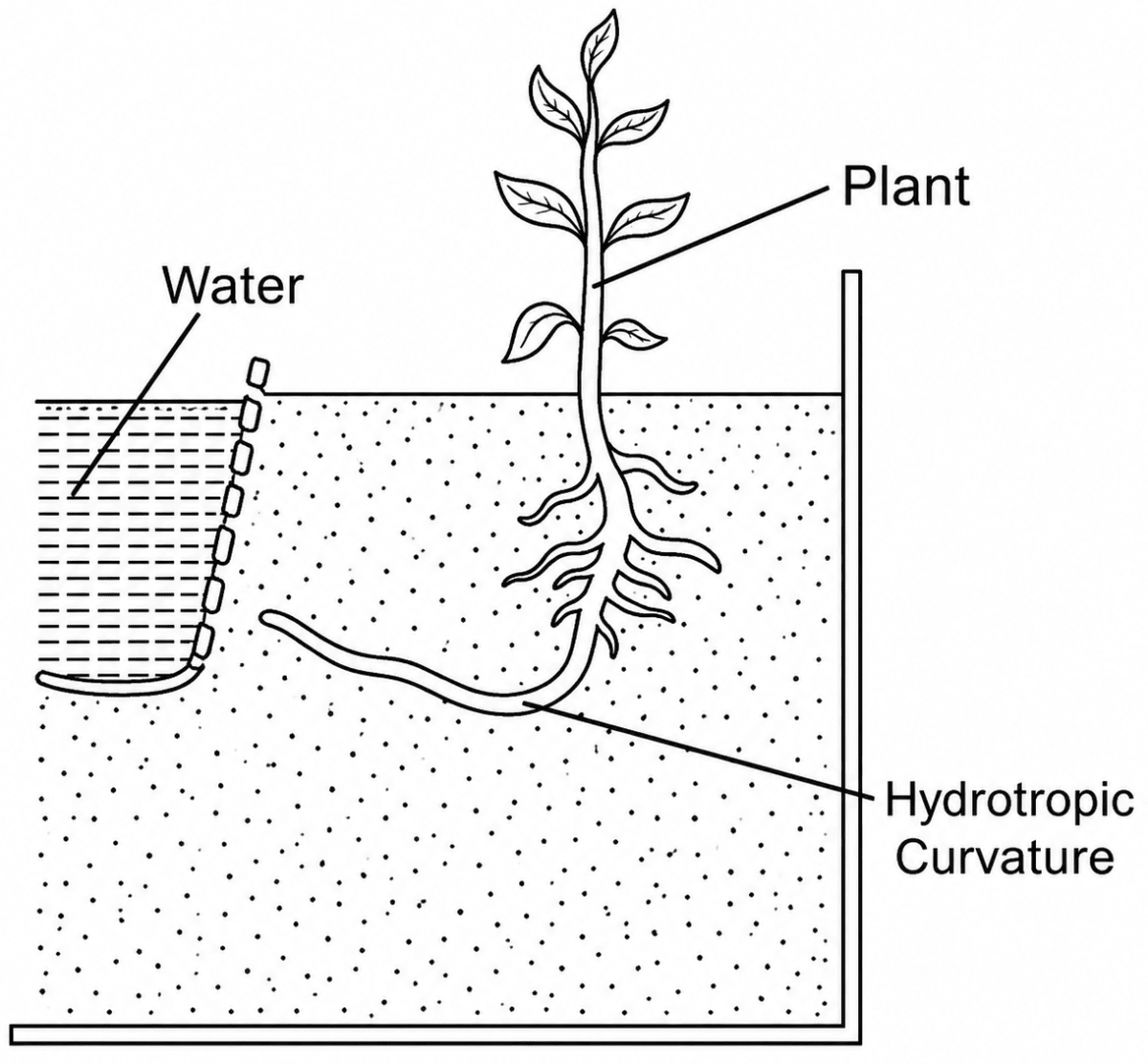 Qan Example What are phytohormones? Give an example of the growth | KnowledgeBoat
