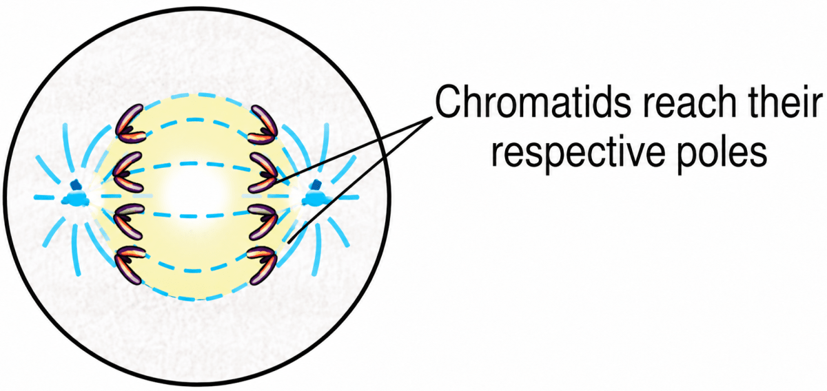The diagram given below represents a stage during mitotic cell division in an animal cell:. Cell Cycle & Cell Division, ICSE Class 10 Biology by Goyal Brothers Solutions.