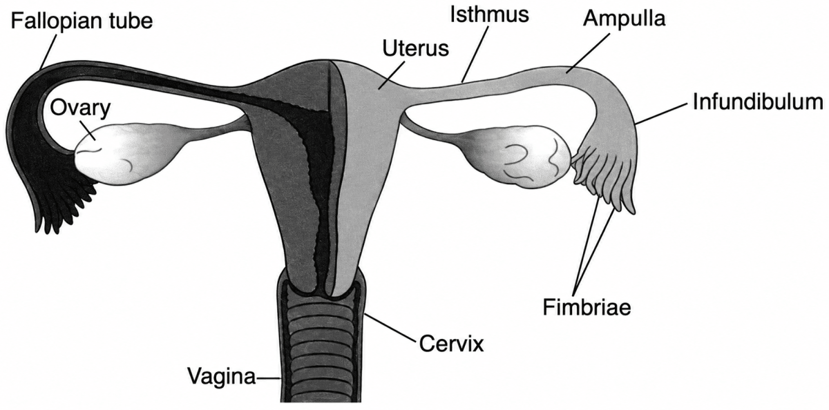 Observe the figure given below and answer the following questions:. The Reproductive System, ICSE Class 10 Biology by Goyal Brothers Solutions.