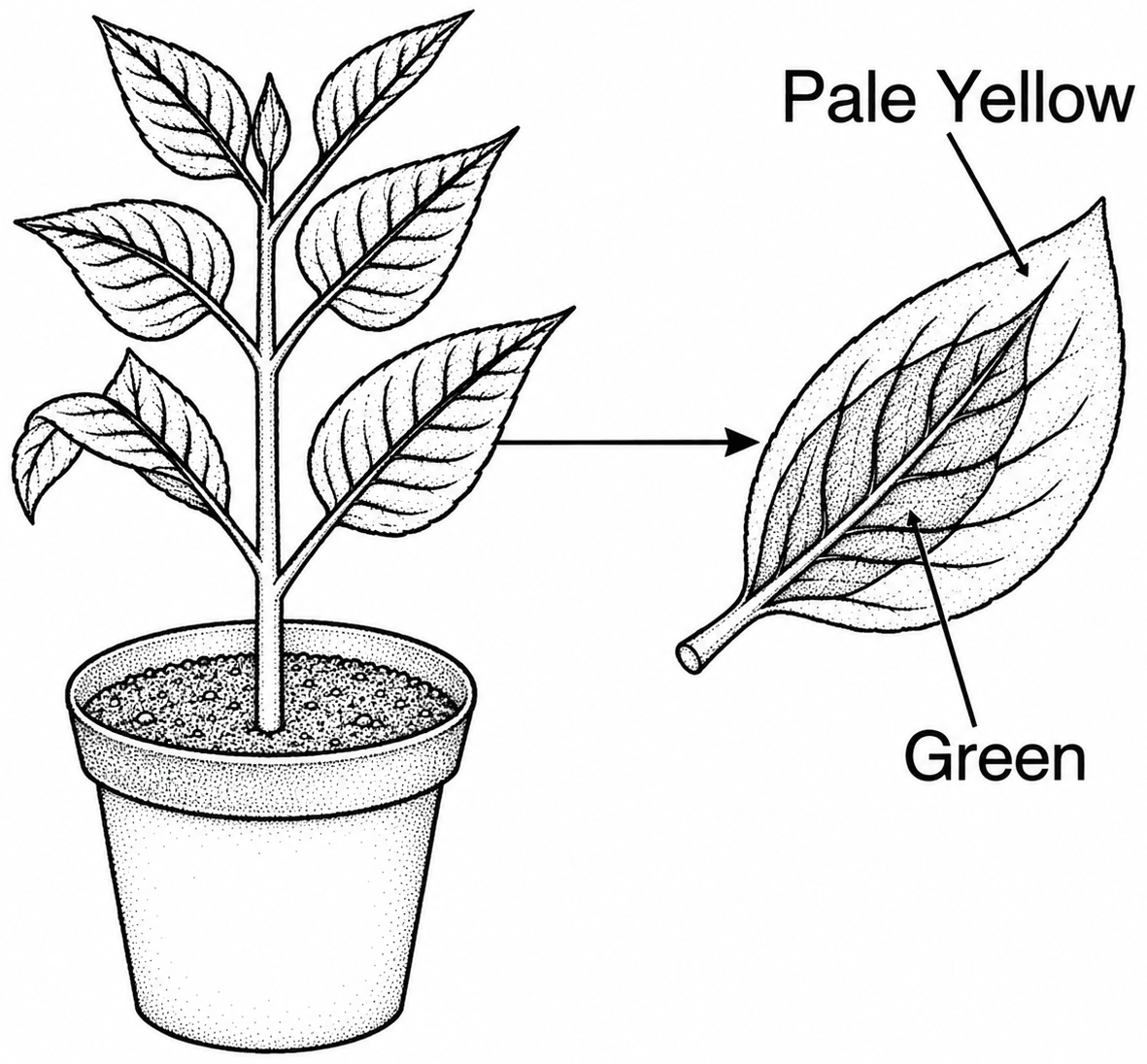 A potted plant with variegated leaves was kept in dark for 24 hours and then placed in bright sunlight. Answer the following questions. Photosynthesis, ICSE Class 10 Biology by Goyal Brothers Solutions.