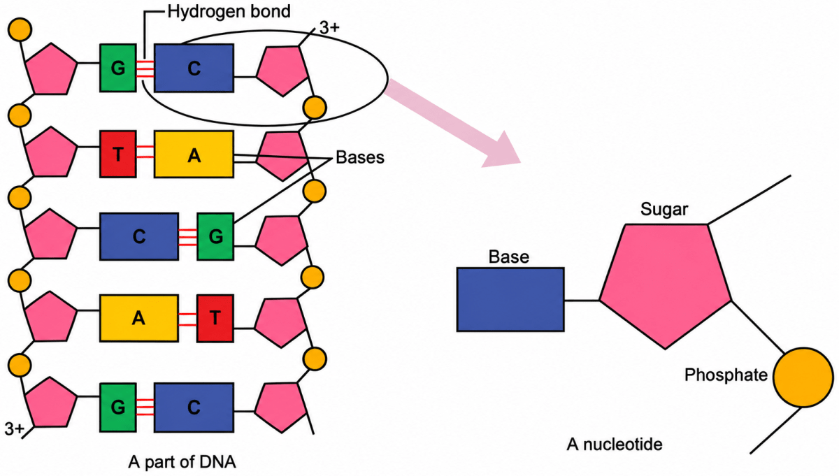 Draw a neat labelled diagram of a nucleotide. Structure of Chromosomes, ICSE Class 10 Biology by Goyal Brothers Solutions.