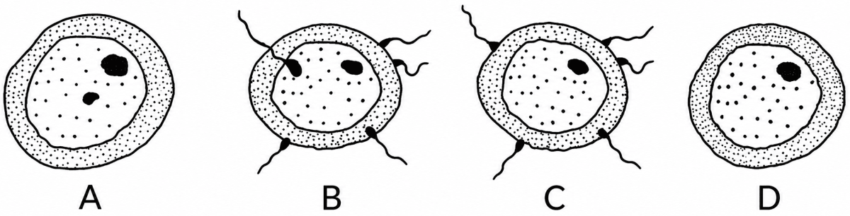 Given below are diagrams showing the different stages in the process of fertilisation of an egg in the human female reproductive tract. Study the diagrams given below and answer the questions:. The Reproductive System, ICSE Class 10 Biology by Goyal Brothers Solutions.