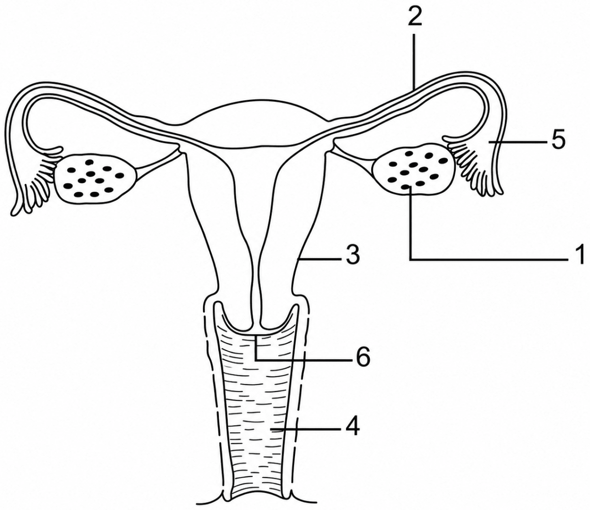The diagram given below represents a system in the human body. Study the diagram and answer the following questions:. The Reproductive System, ICSE Class 10 Biology by Goyal Brothers Solutions.