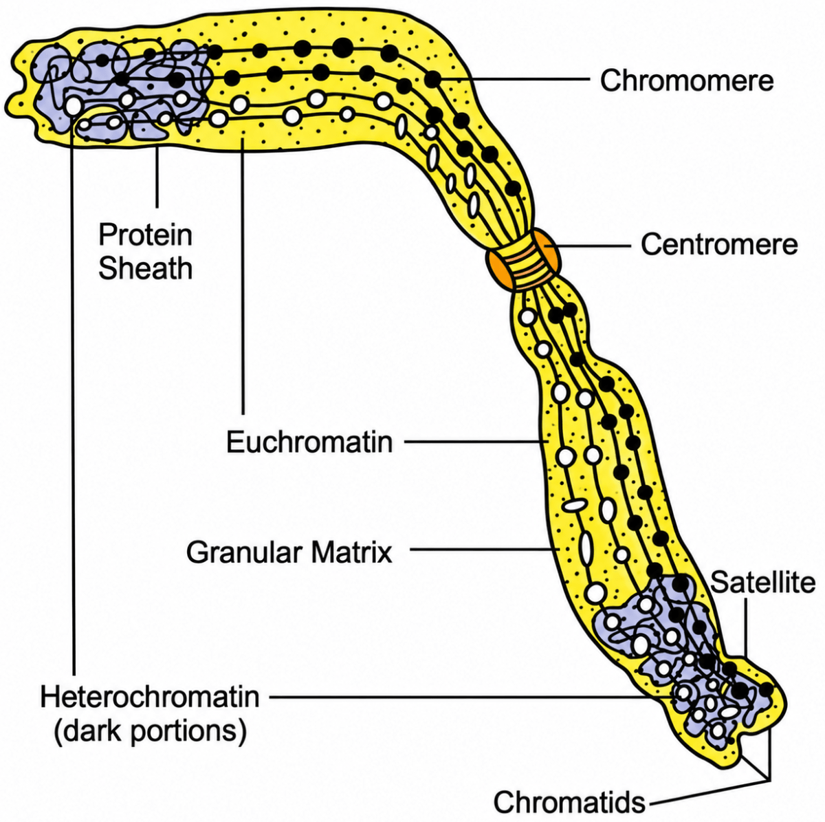Explain the structure of a chromosome. Structure of Chromosomes, ICSE Class 10 Biology by Goyal Brothers Solutions.