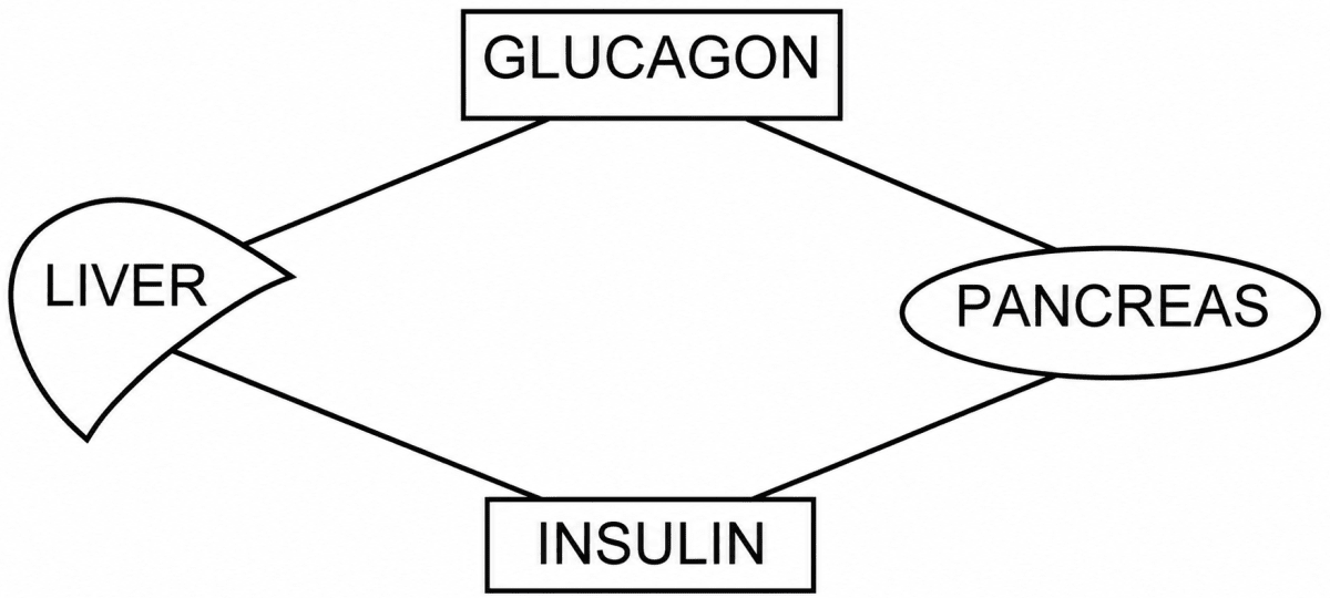 Study the diagram given below and then answer the questions that follow:. Endocrine System, ICSE Class 10 Biology by Goyal Brothers Solutions.
