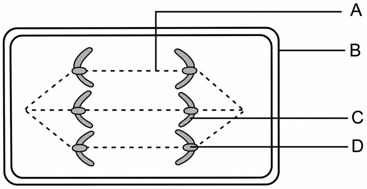 The diagram given below represents a stage in cell division. Study the same and answer the questions that follow:. Cell Cycle & Cell Division, ICSE Class 10 Biology by Goyal Brothers Solutions.