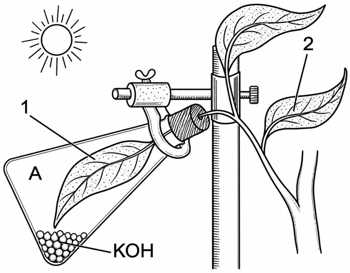 The diagram given below is an experiment conducted to study | KnowledgeBoat