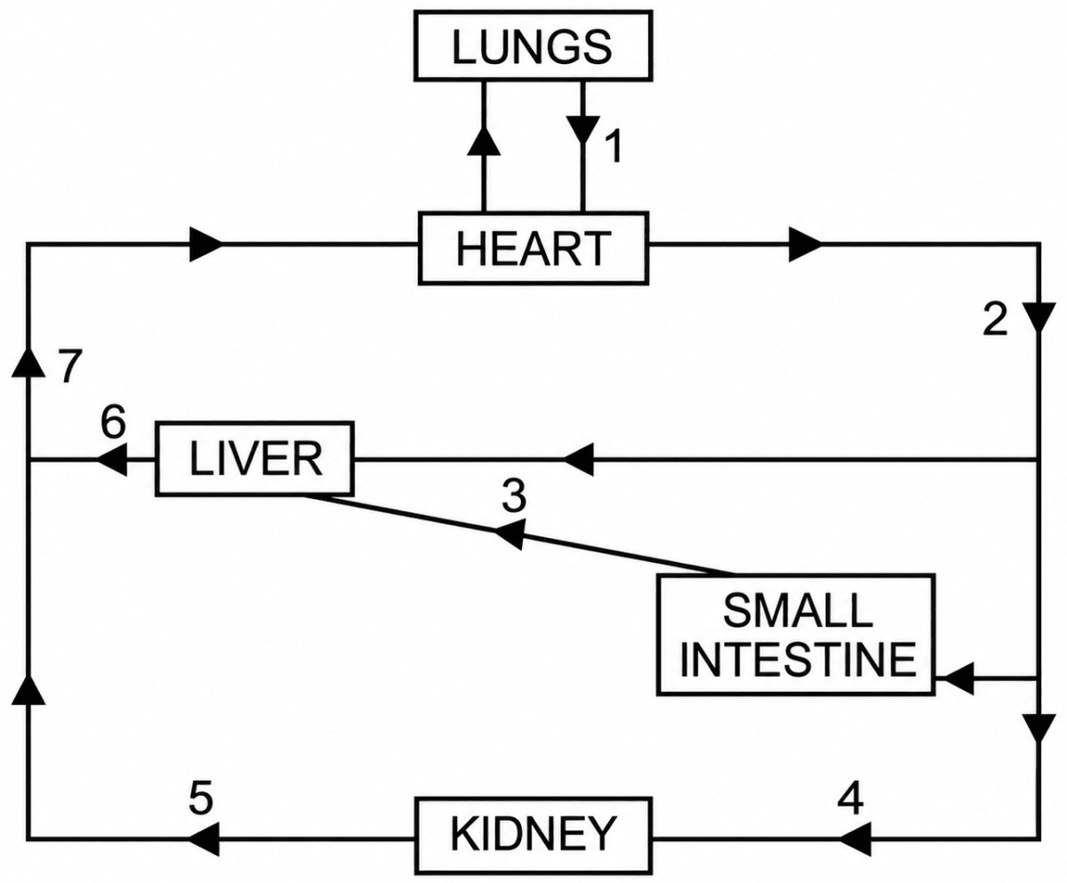 The diagram given below represents circulation in the human body. Answer the questions that follow:. The Circulatory System, ICSE Class 10 Biology by Goyal Brothers Solutions.