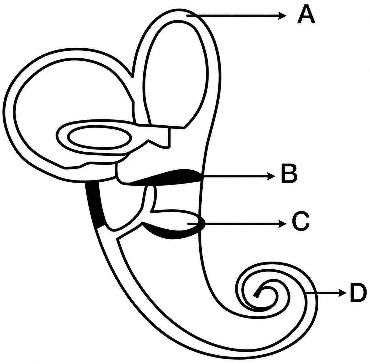 The diagram given below represents the structure found in the inner ear. Study the same and then answer the questions that follow:. The Nervous System & Sense Organs, ICSE Class 10 Biology by Goyal Brothers Solutions.