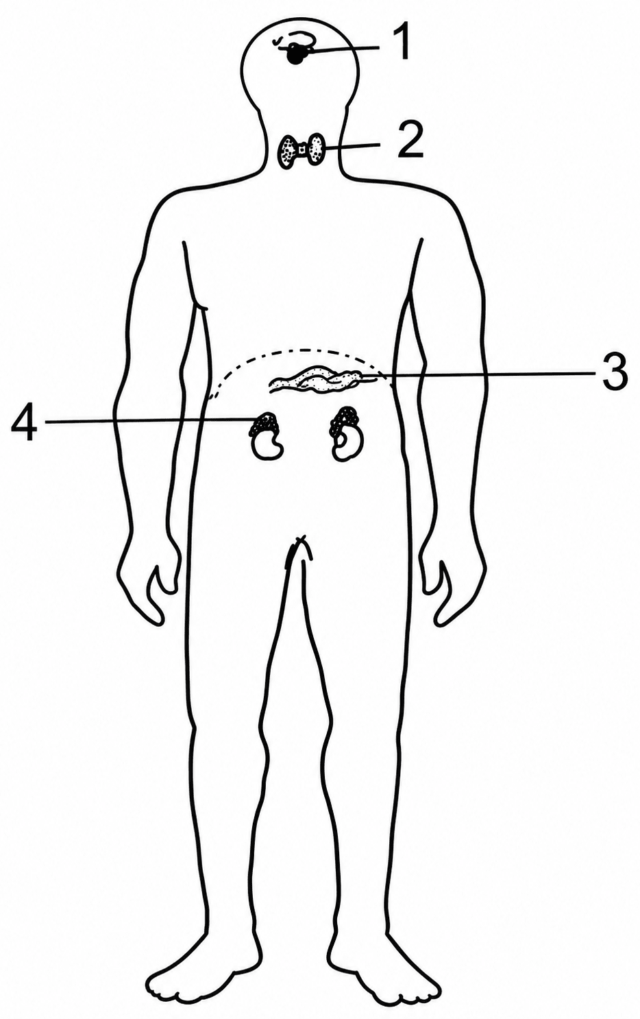Given below is the outline of the human body showing the important glands:. Endocrine System, ICSE Class 10 Biology by Goyal Brothers Solutions.
