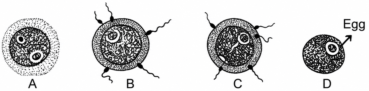 Given below are diagrams showing different stages in the process of fertilisation of an egg in the female reproductive tract:. The Reproductive System, ICSE Class 10 Biology by Goyal Brothers Solutions.