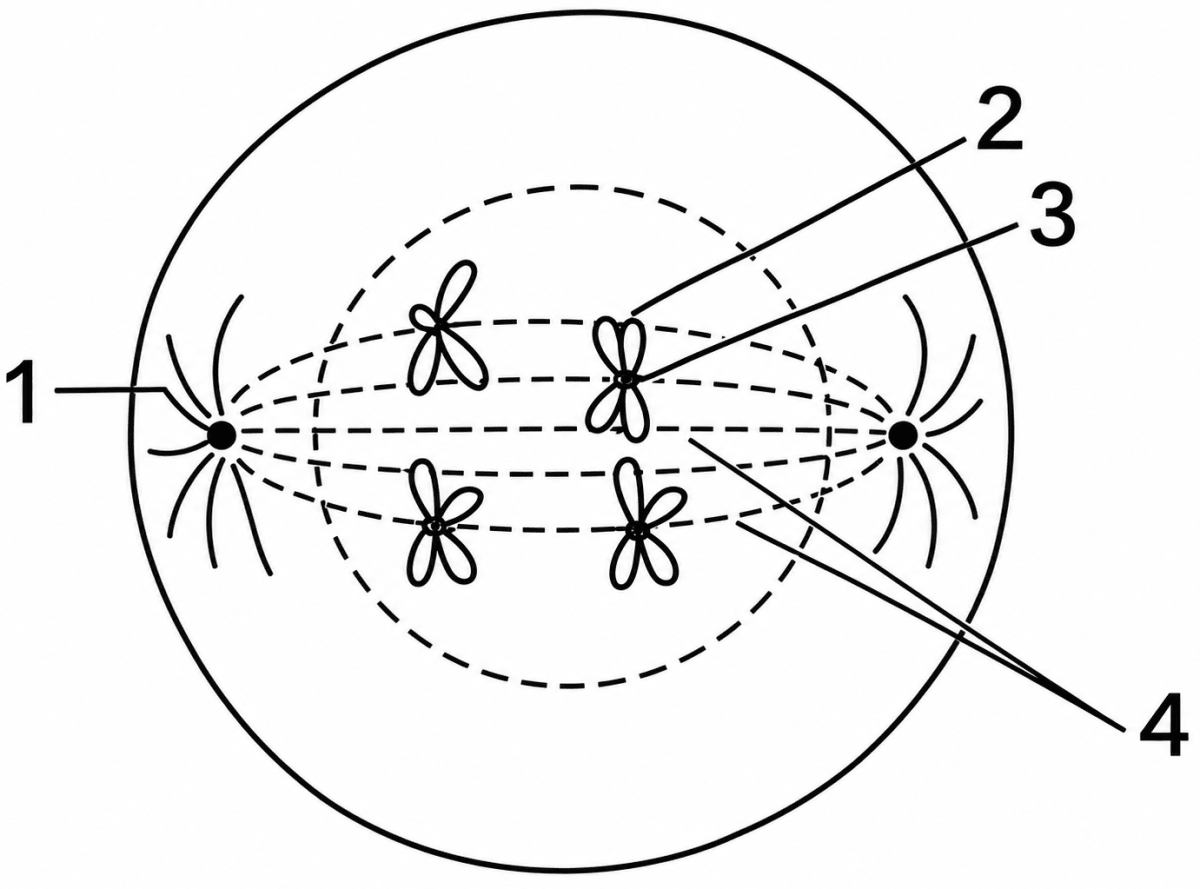 Given below is a diagram representing a stage during mitotic cell division in an animal cell:. Cell Cycle & Cell Division, ICSE Class 10 Biology by Goyal Brothers Solutions.