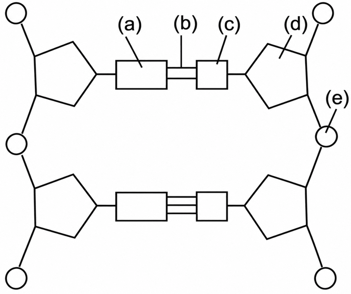 Look at the given below diagram and answer the questions followed:. Structure of Chromosomes, ICSE Class 10 Biology by Goyal Brothers Solutions.