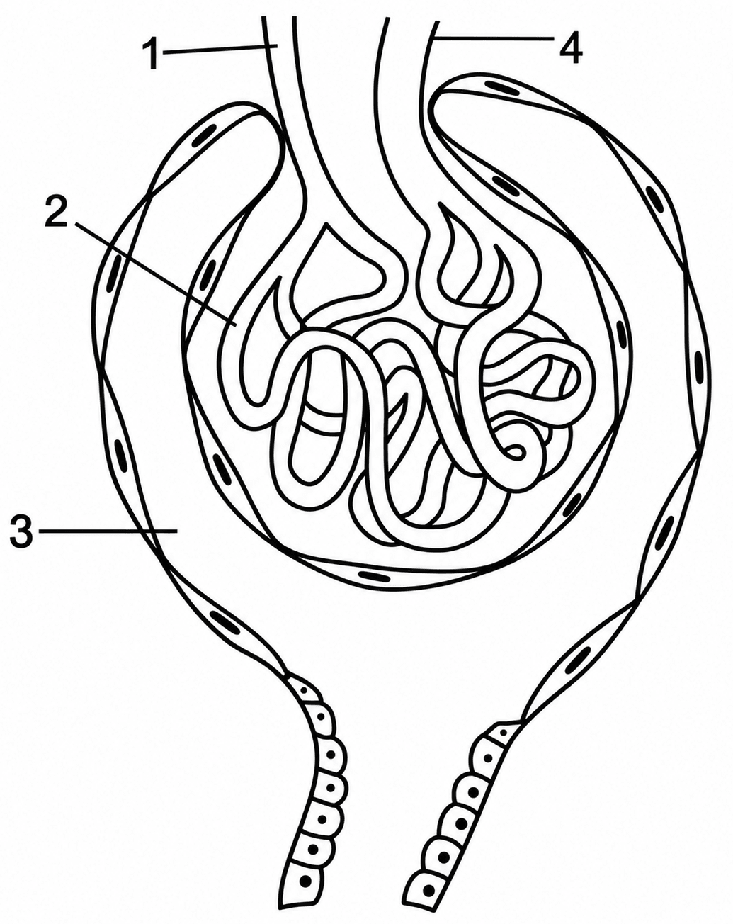 Study the diagram given below and then answer the questions that follow:. The Excretory System, ICSE Class 10 Biology by Goyal Brothers Solutions.