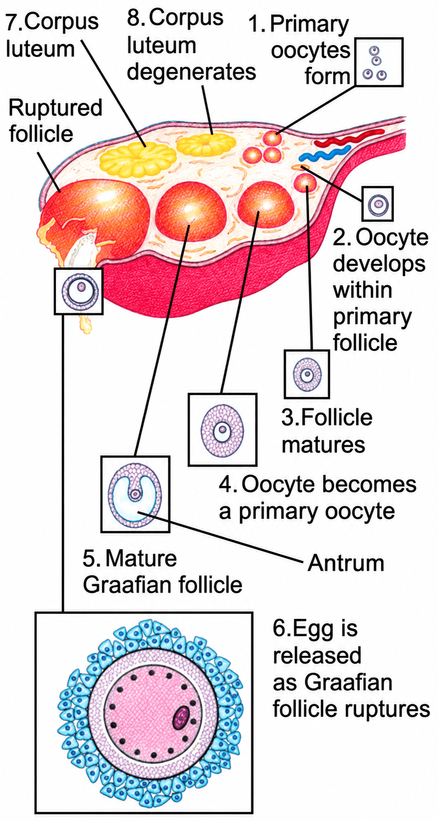 Given below are diagrams showing different stages in the process of fertilisation of an egg in the female reproductive tract:. The Reproductive System, ICSE Class 10 Biology by Goyal Brothers Solutions.