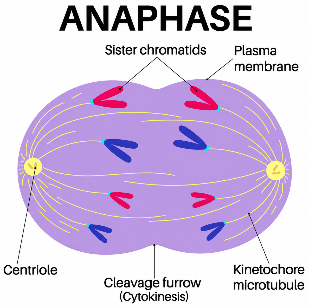 Given below is a diagram representing a stage during mitotic cell division in an animal cell:. Cell Cycle & Cell Division, ICSE Class 10 Biology by Goyal Brothers Solutions.