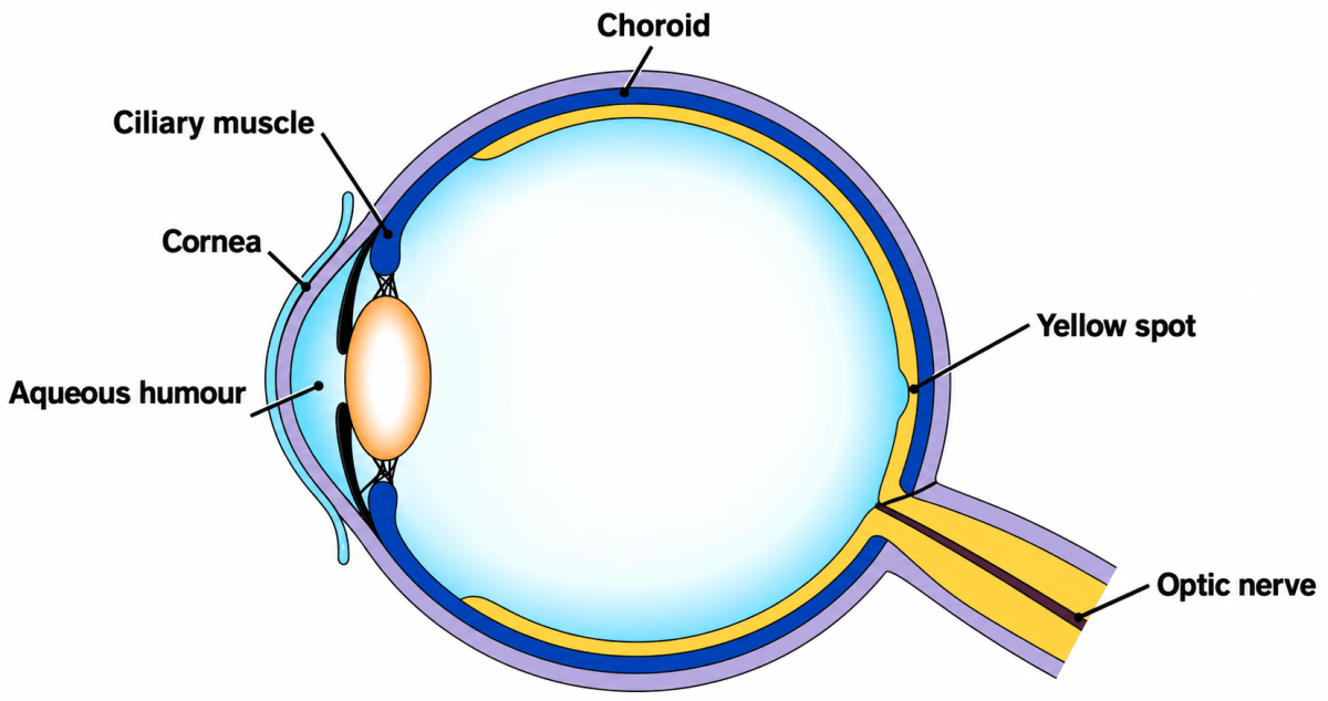 Draw a diagram of the human eye as seen in a vertical section and label the parts which suits the following functions/descriptions:. The Nervous System & Sense Organs, ICSE Class 10 Biology by Goyal Brothers Solutions.
