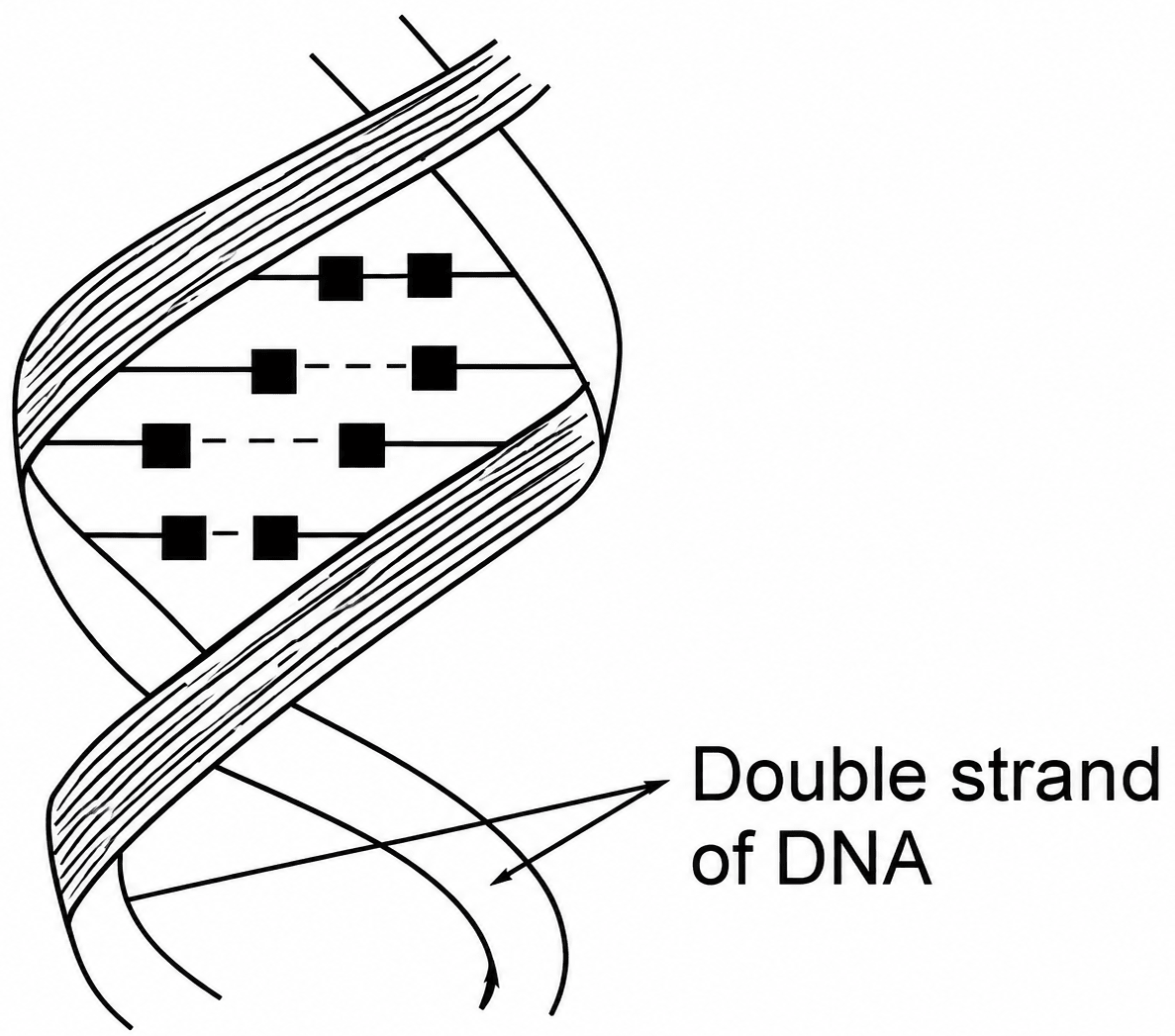 Given below is a diagram of a double helical structure of DNA:. Structure of Chromosomes, ICSE Class 10 Biology by Goyal Brothers Solutions.