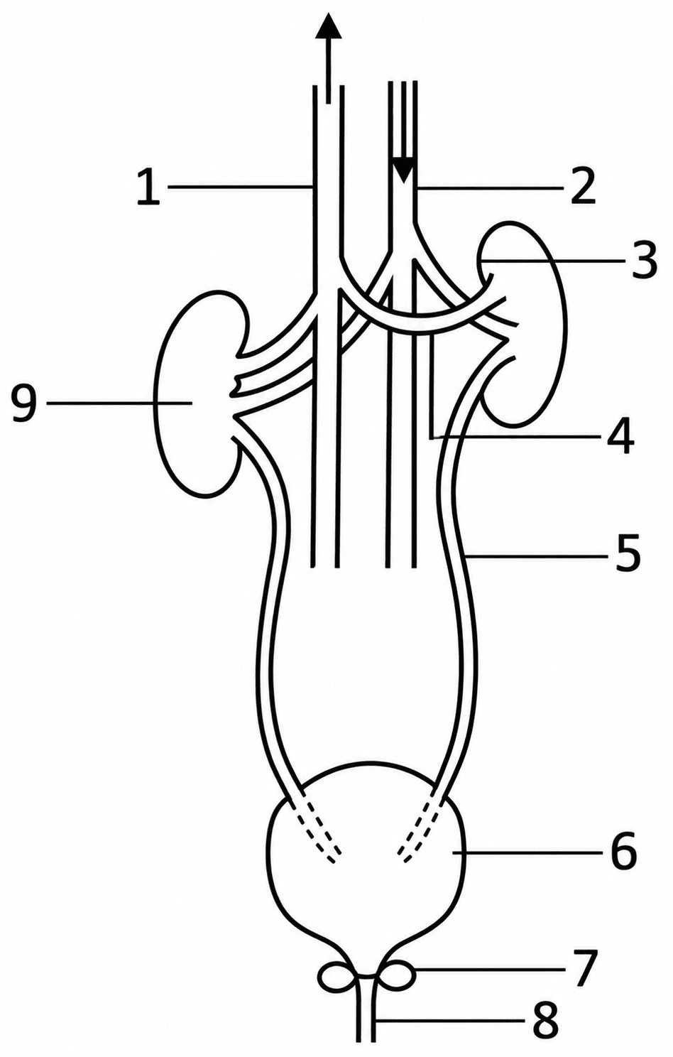 The diagram given below shows the excretory system of a human being. Study the same and then answer the questions that follow—. The Excretory System, ICSE Class 10 Biology by Goyal Brothers Solutions.