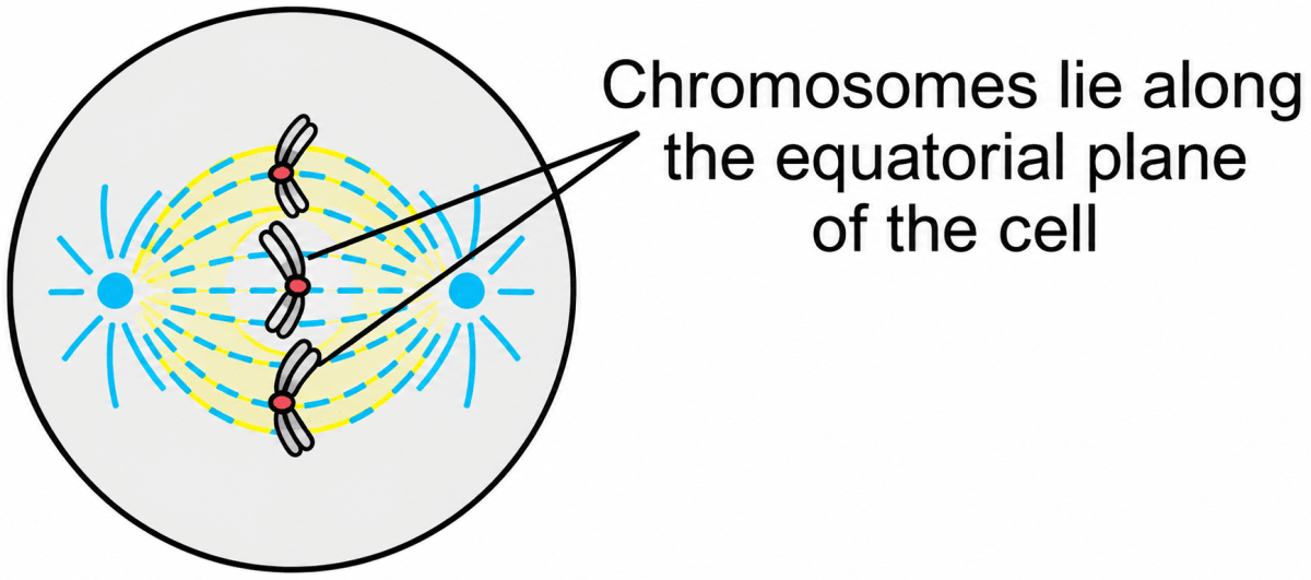 The diagram represents a stage during cell division. Study the same and then answer the questions that follow:. Cell Cycle & Cell Division, ICSE Class 10 Biology by Goyal Brothers Solutions.