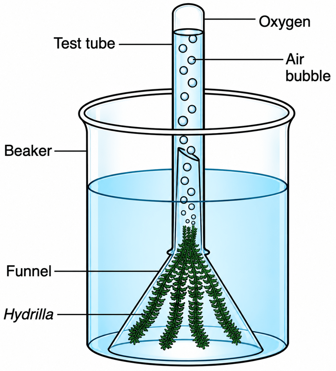 Draw a neat, labelled diagram to show that oxygen is released during photosynthesis. Photosynthesis, ICSE Class 10 Biology by Goyal Brothers Solutions.