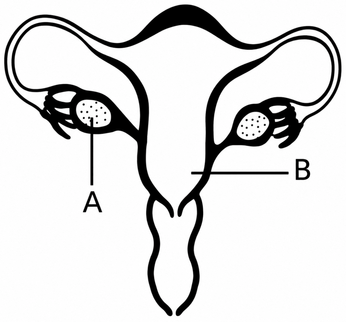 Study the diagram given below and then answer the questions that follow:. The Reproductive System, ICSE Class 10 Biology by Goyal Brothers Solutions.