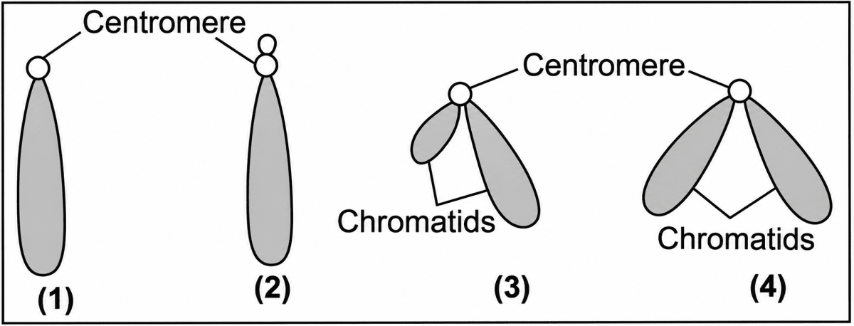 Depending upon the position of centromere, a chromosome may have the following shapes. On the basis of this answer the questions given. Structure of Chromosomes, ICSE Class 10 Biology by Goyal Brothers Solutions.