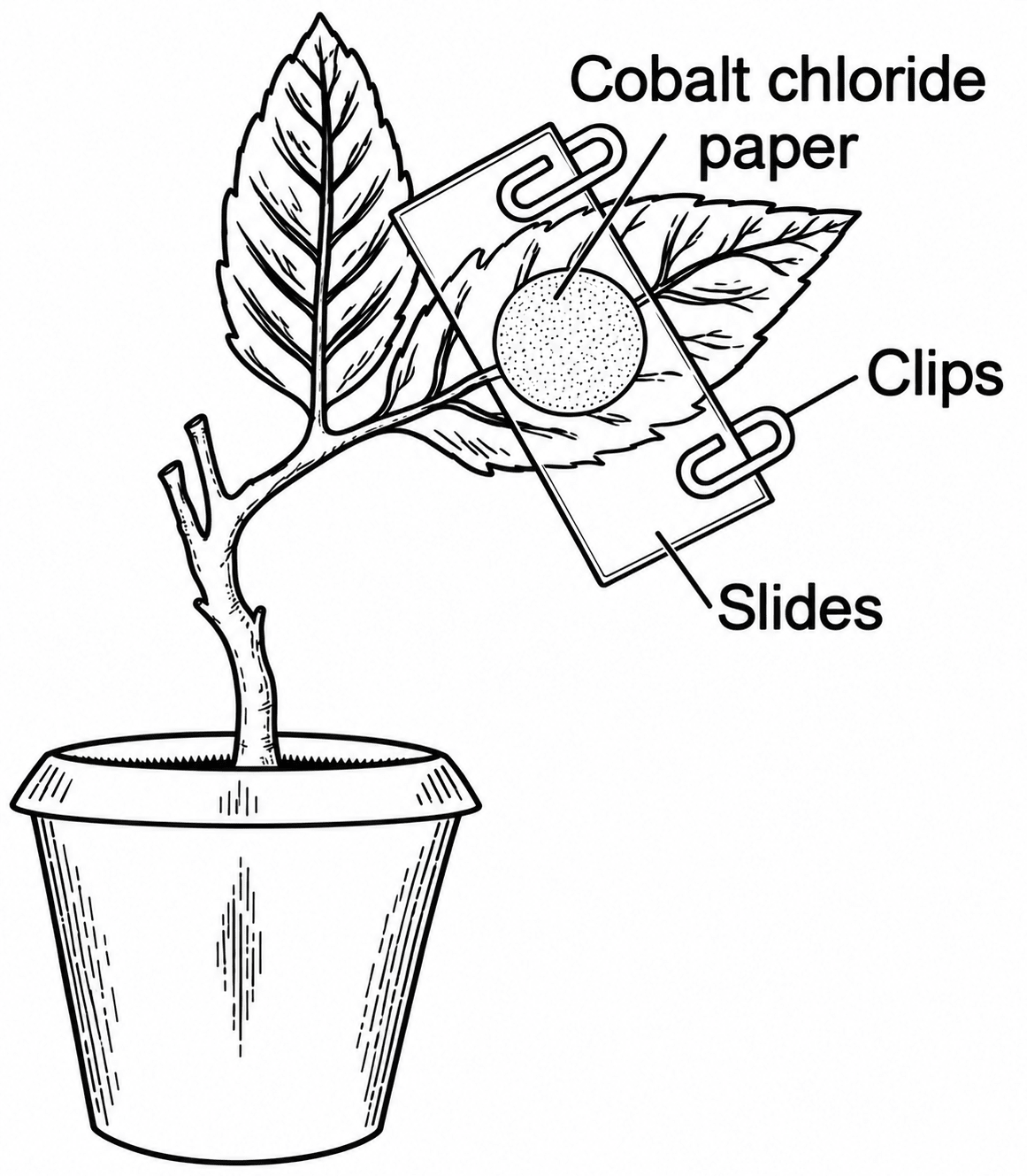 Given below is the diagram of an experimental setup to study the process of Transpiration. Cobalt chloride papers are fixed on the upper as well as lower surface of the leaf. Answer the questions that follow:. Transpiration, ICSE Class 10 Biology by Goyal Brothers Solutions.