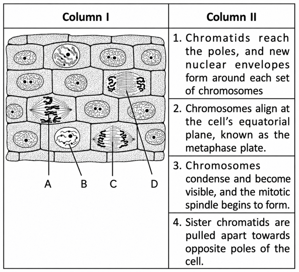 Given below is a cross section of tissue showing different stages of cell division. Match the structures marked (A) to (D) with their correct features:. Cell Cycle & Cell Division, ICSE Class 10 Biology by Goyal Brothers Solutions.