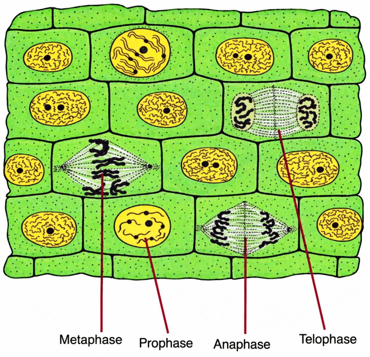 Given below is a cross section of tissue showing different stages of cell division. Match the structures marked (A) to (D) with their correct features:. Cell Cycle & Cell Division, ICSE Class 10 Biology by Goyal Brothers Solutions.
