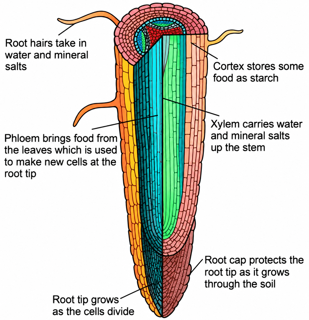 Question 6. Absorption by Roots, ICSE Class 10 Biology by Goyal Brothers Solutions.
