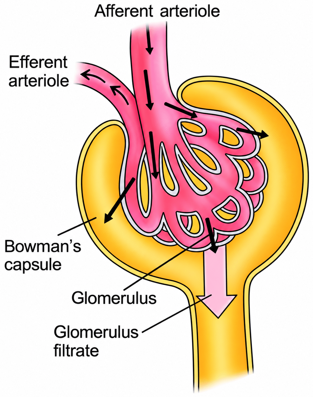 Draw a neat labelled diagram of a Malpighian capsule. The Excretory System, ICSE Class 10 Biology by Goyal Brothers Solutions.