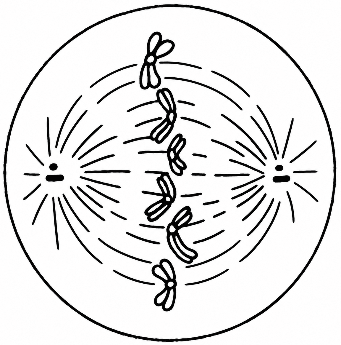 The given diagram shows a stage during mitotic division in an animal cell:. Cell Cycle & Cell Division, ICSE Class 10 Biology by Goyal Brothers Solutions.