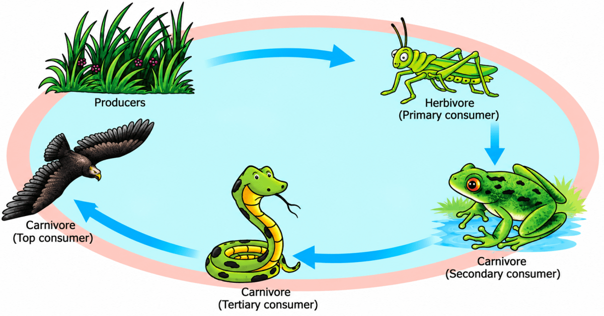 Draw the diagrams of a food chain. Name the biological process at the starting point. Explain how all the animals are dependent on it? Photosynthesis, ICSE Class 10 Biology by Goyal Brothers Solutions.