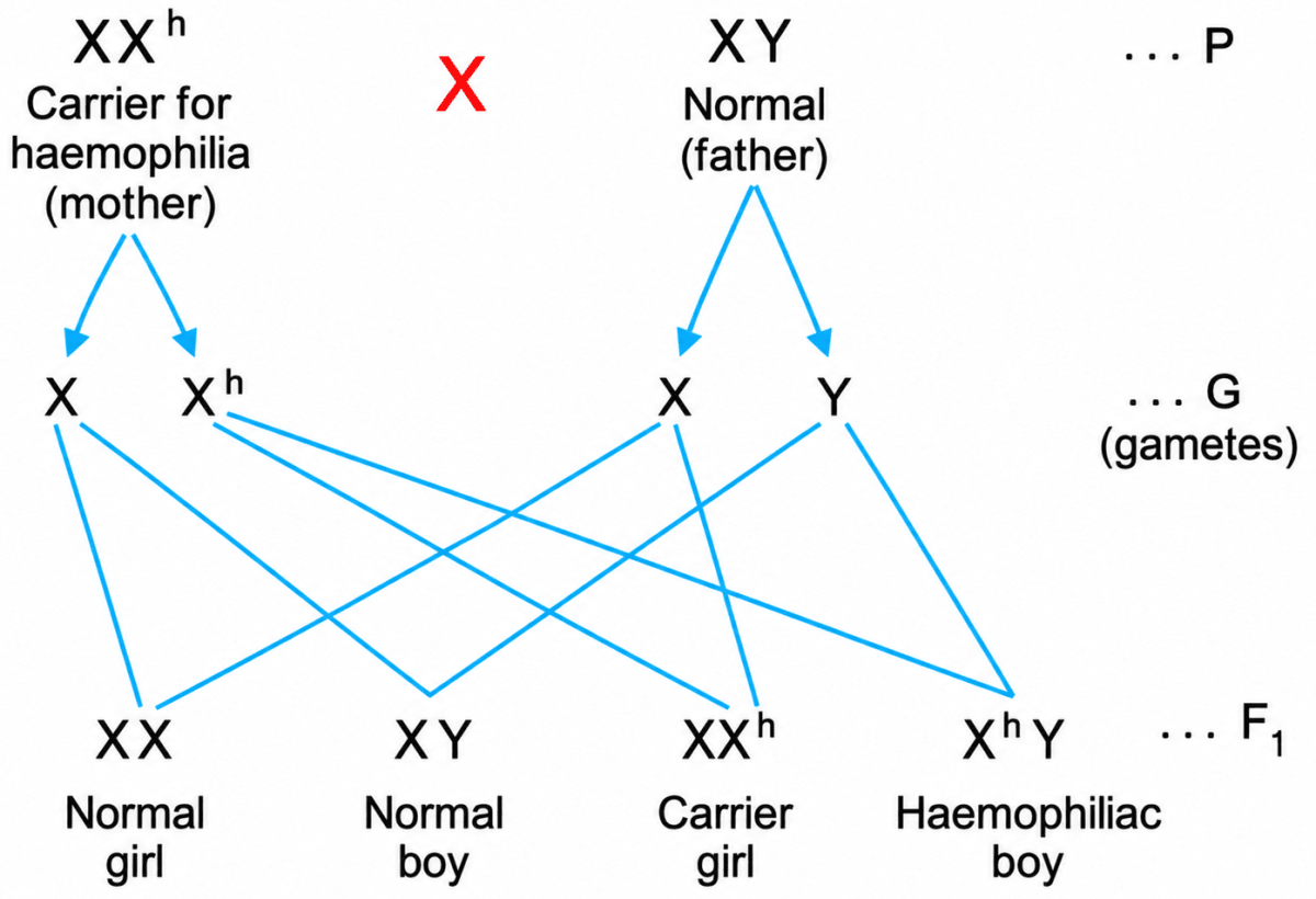 Explain any one X-linked disease found in humans. Genetics, ICSE Class 10 Biology by Goyal Brothers Solutions.