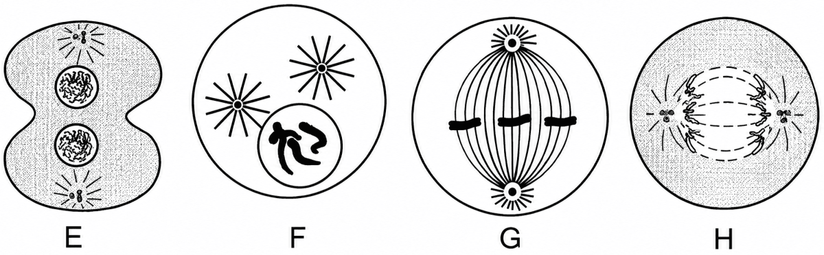 Shown below are four stages (EFGH) of a certain kind of cell division. Answer the questions followed:. Cell Cycle & Cell Division, ICSE Class 10 Biology by Goyal Brothers Solutions.