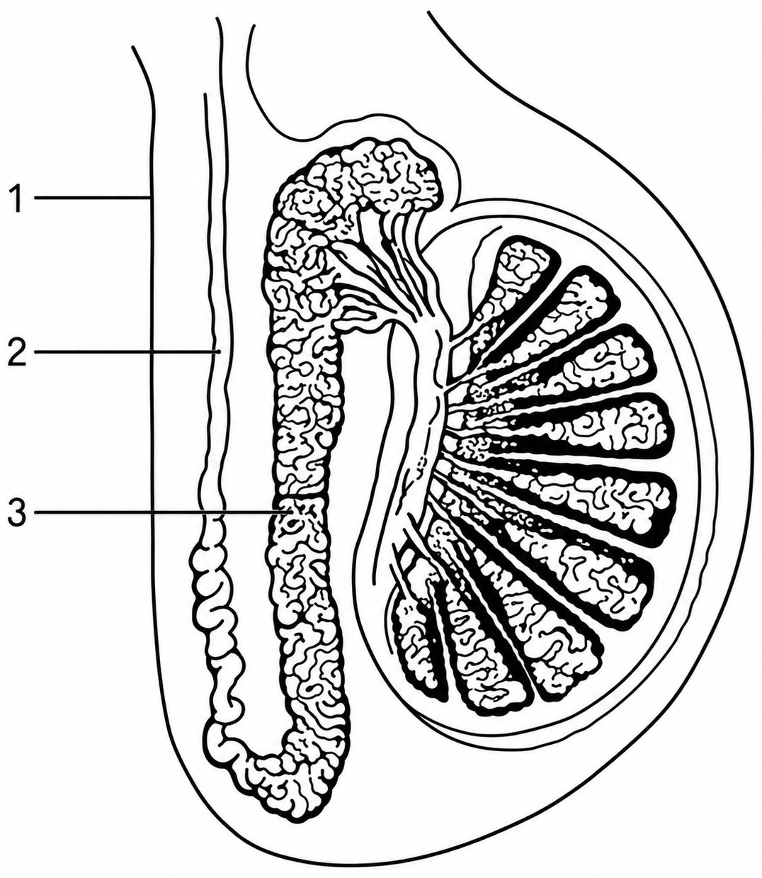 The diagram shown below is the longitudinal section of a testis of man. Study it carefully and answer the questions that follow:. The Reproductive System, ICSE Class 10 Biology by Goyal Brothers Solutions.