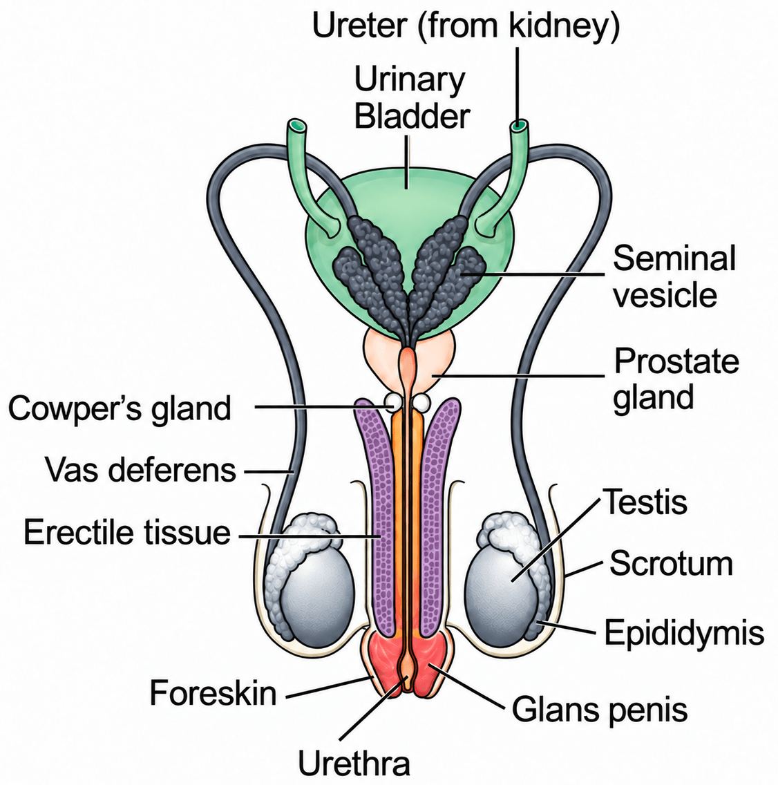The diagram shown below is the longitudinal section of a testis of man. Study it carefully and answer the questions that follow:. The Reproductive System, ICSE Class 10 Biology by Goyal Brothers Solutions.