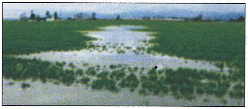 Which of the following disaster is responsible for the following condition? Representation of Geographical Features, A Textbook of Geography Solutions ICSE Class 8