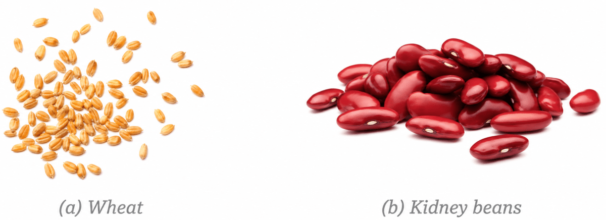 Here are two types of seeds. What differences do you find among the roots and leaf venation of their plants? Diversity in the living world, NCERT Class 6 Science CBSE Solutions.