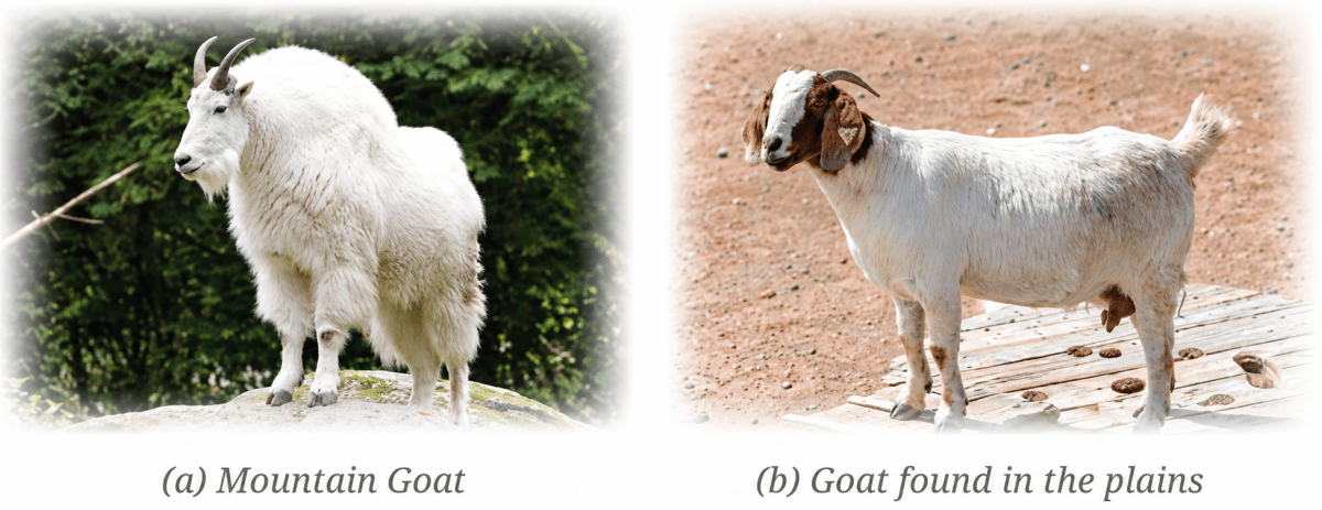 Look at the image of a mountain goat and a goat found in the plains. Point out the similarities and differences between them. What are the reasons for these differences? Diversity in the living world, NCERT Class 6 Science CBSE Solutions.
