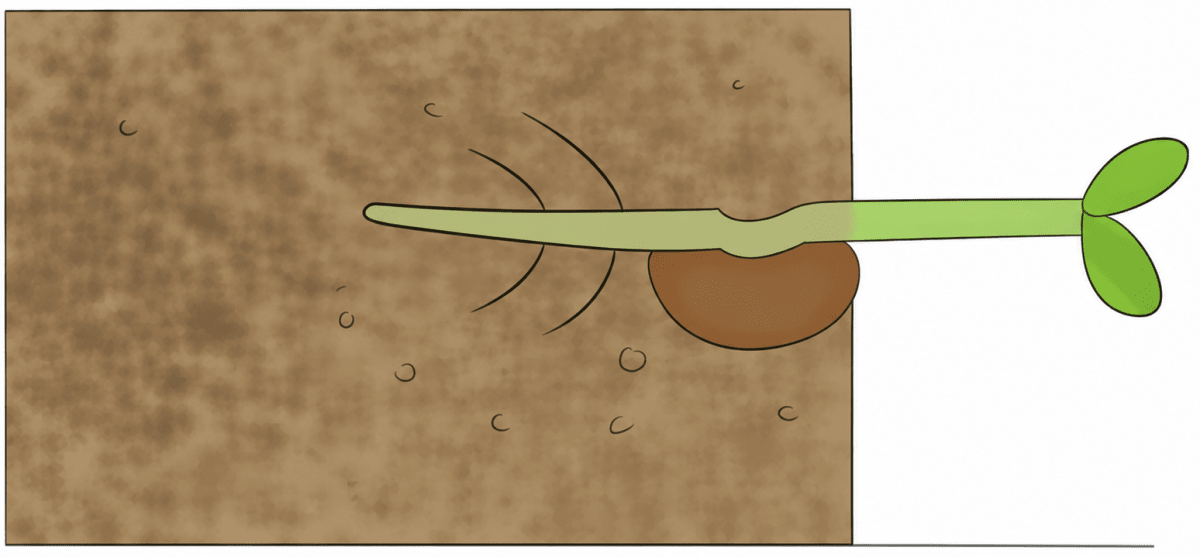 A plant is provided with all the conditions suitable for its growth (Fig. 10.9). Draw what you expect to see in the shoot and the root of the plant after one week. Write down the reasons. Living Creatures: Exploring their Characteristics, NCERT Class 6 Curiosity Science CBSE Solutions.