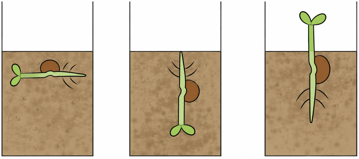 Tara and Vijay set up the experiment shown in the picture (Fig. 10.10). What do you think they want to find out? How will they know if they are correct? Living Creatures: Exploring their Characteristics, NCERT Class 6 Curiosity Science CBSE Solutions.
