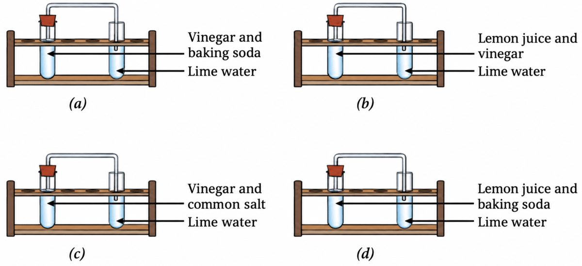 The experiments shown in Fig. 5.11a, b, c, and d were performed. Find out in which case(s) did lime water turn milky and why? Changes Around Us: Physical & Chemical, NCERT Class 7 Science CBSE Solutions.