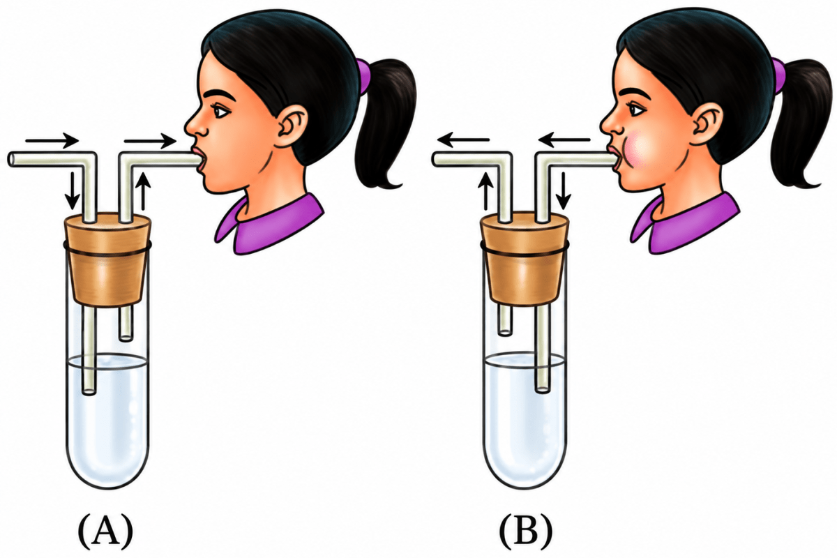 Rakshita designed an experiment taking two clean test tubes, A and B and filled them with lime water as shown in the figure. In test tube A, the surrounding air that we inhale was passed on by sucking air from the pipe, and in test tube B, the exhaled air was blown through the pipe (Fig. 9.16). What do you think she is trying to investigate? How can she confirm her findings? Life Processes in Animals, NCERT Class 7 Science CBSE Solutions.