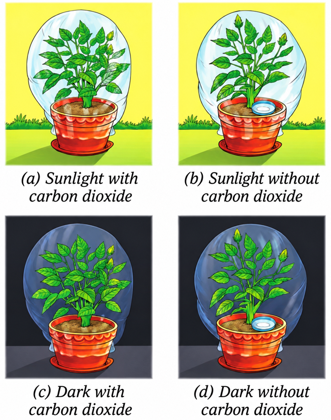 Vani believes that carbon dioxide is essential for photosynthesis. She puts an experimental set-up, as shown in Fig. 10.11, to collect evidence to support or reject her idea. Life Processes in Plants, NCERT Class 7 Science CBSE Solutions.