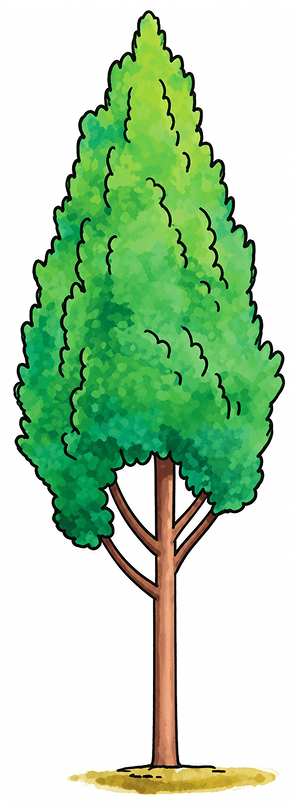 Suppose you view the tree shown in Fig. 11.19 through a pinhole camera. Sketch the outline of the image of the tree formed in the pinhole camera. Light: Shadows & Reflections, NCERT Class 7 Science CBSE Solutions.