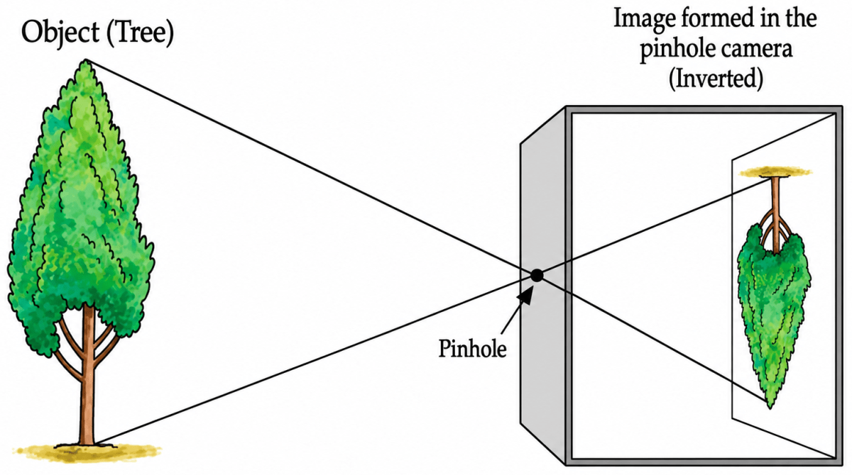 Suppose you view the tree shown in Fig. 11.19 through a pinhole camera. Sketch the outline of the image of the tree formed in the pinhole camera. Light: Shadows & Reflections, NCERT Class 7 Science CBSE Solutions.