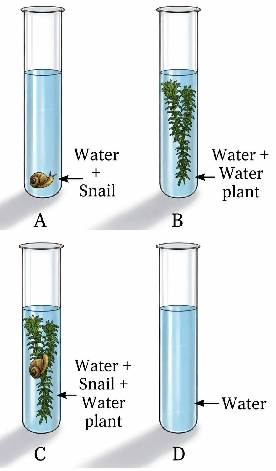 Ananya took four test tubes and filled three-fourth of each test tube with water. She labelled them A, B, C, and D (Fig. 10.12). In test tube A, she kept a snail; in test tube B, she kept a water plant; in test tube C, she kept both a snail and a plant. In test tube D, she kept only water. Ananya added a carbon dioxide indicator to all the test tubes. She recorded the initial colour of water and observed if there are any colour changes in the test tubes after 2–3 hours. What do you think she wants to find out? How will she know if she is correct? Life Processes in Plants, NCERT Class 7 Science CBSE Solutions.